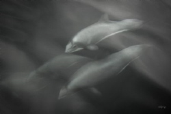Chilen Dolphin by Felipe Gonzalez 